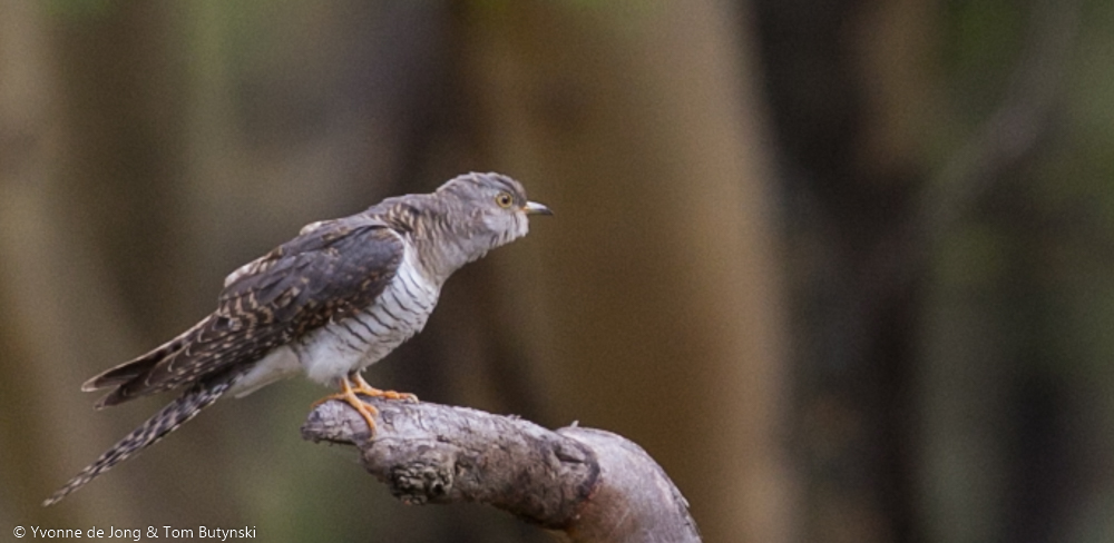Common Cuckoo at Solio Ranch, Laikipia