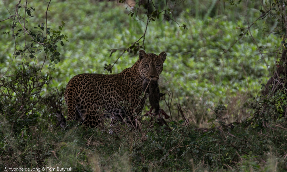 Leopard at Solio Lodge, Laikipia.