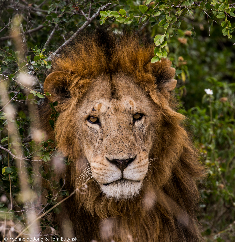Lion at Solio Ranch, Laikipia.
