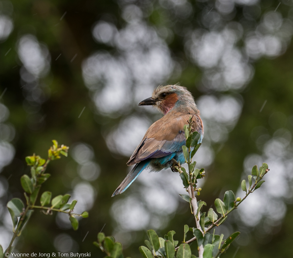 European roller at Solio Ranch, Laikipia
