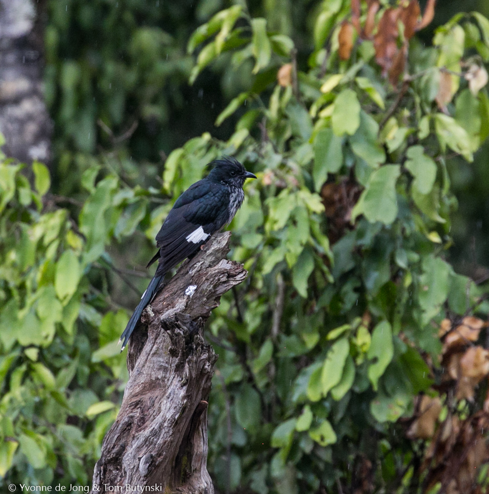 Levaillant's cuckoo at Solio Ranch, Laikipia