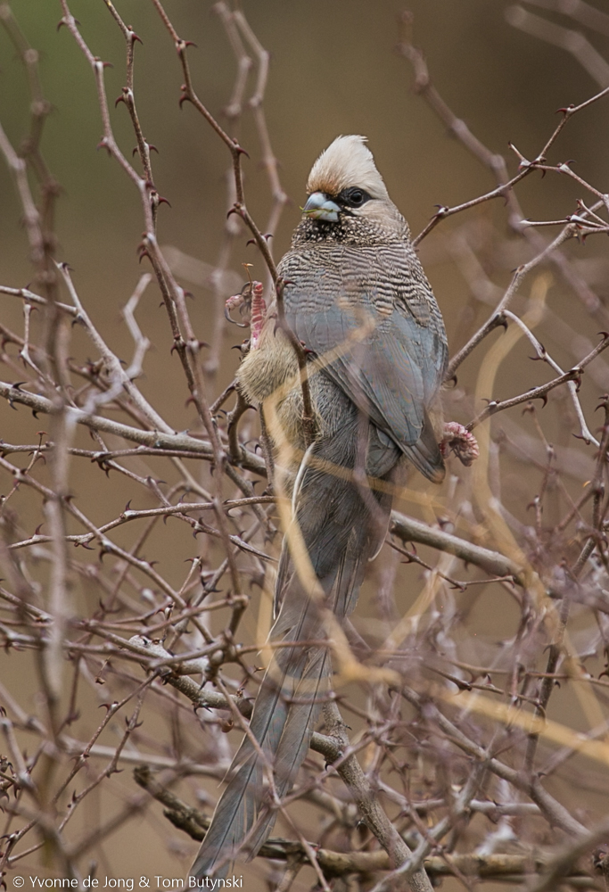 White-headed mousebird at Lekkuruki Conservancy, Laikipia