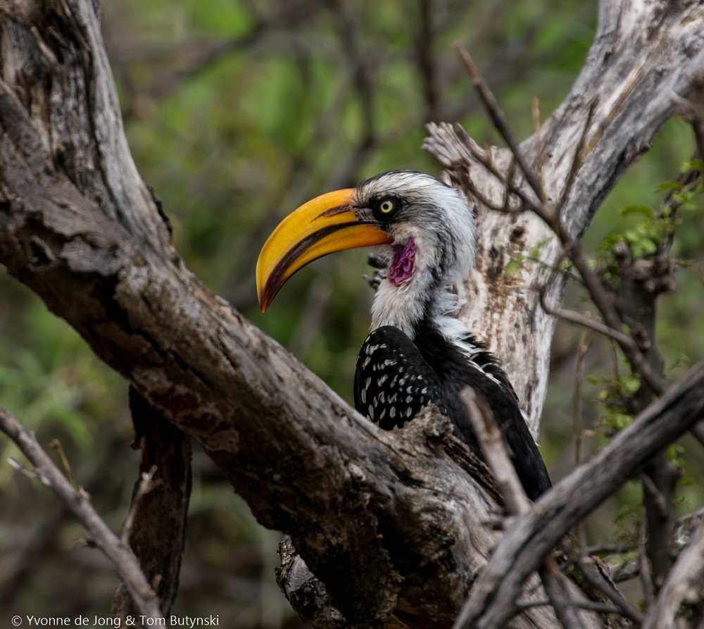 Eastern yellow-billed hornbill at Lekurruki Conservancy, Laikipia