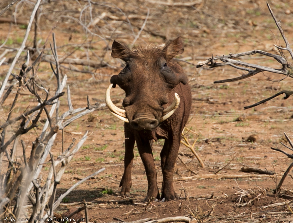 Adult male desert warthog Phacochoerus aethiopicus, Lekurruki Conservancy, Laikipia. Photograph by Yvonne de Jong & Tom Butynski.
