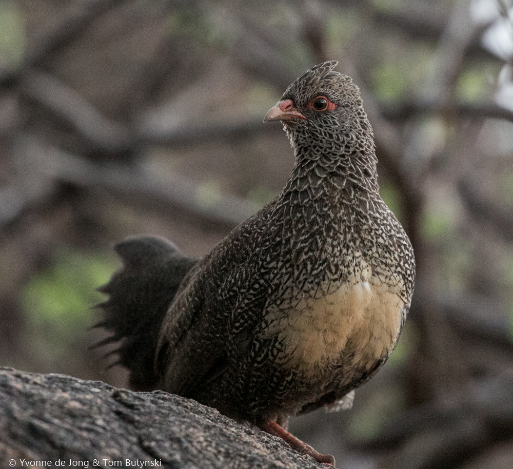 Stone patridge at Lekurruki Conservancy, Laikipia.