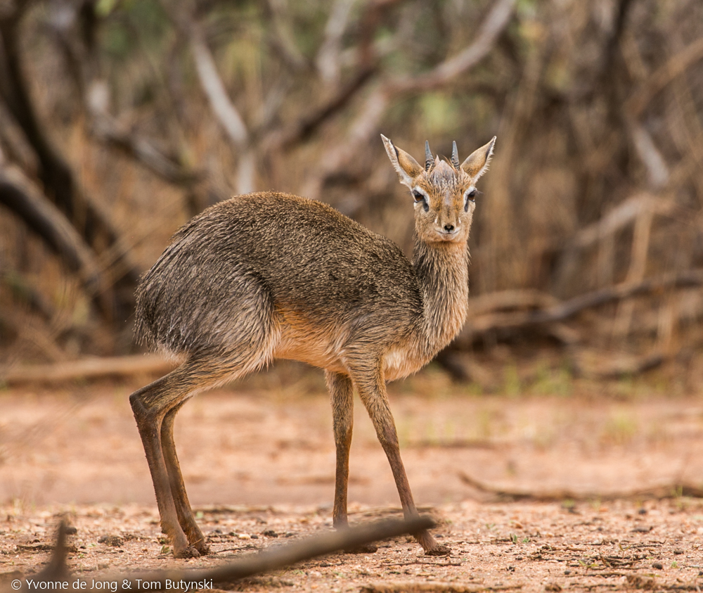 Kirk's dik-dik at Lekurruki Conservancy, Laikipia