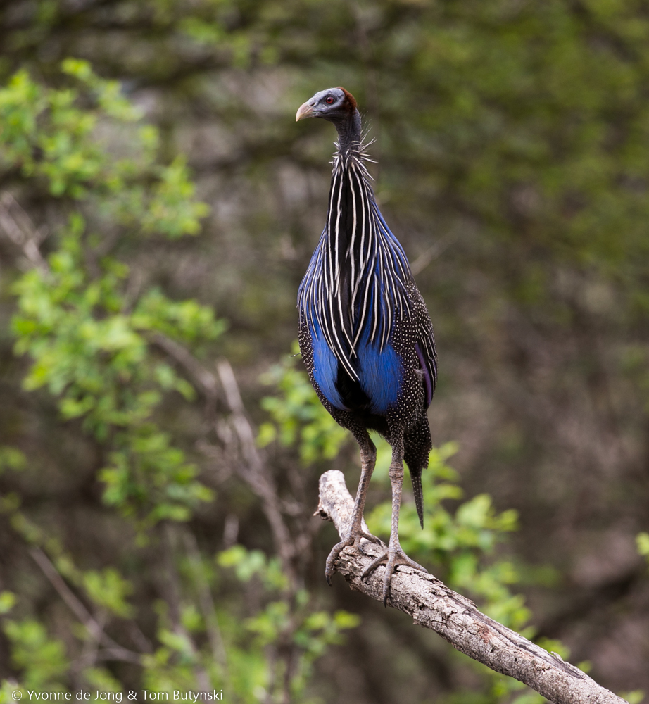 Vulturine guinea fowl at Kuru Kuri Group Ranch, Laikipia
