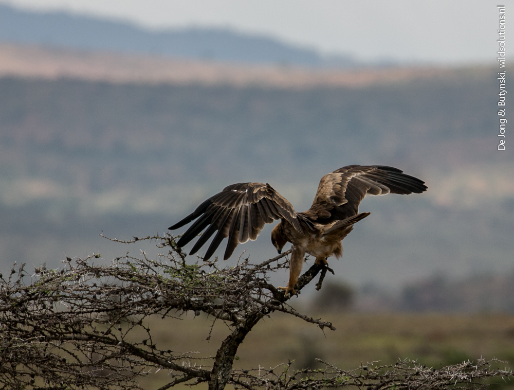 Tawny eagle, Lolldaiga Hills Ranch, Laikipia