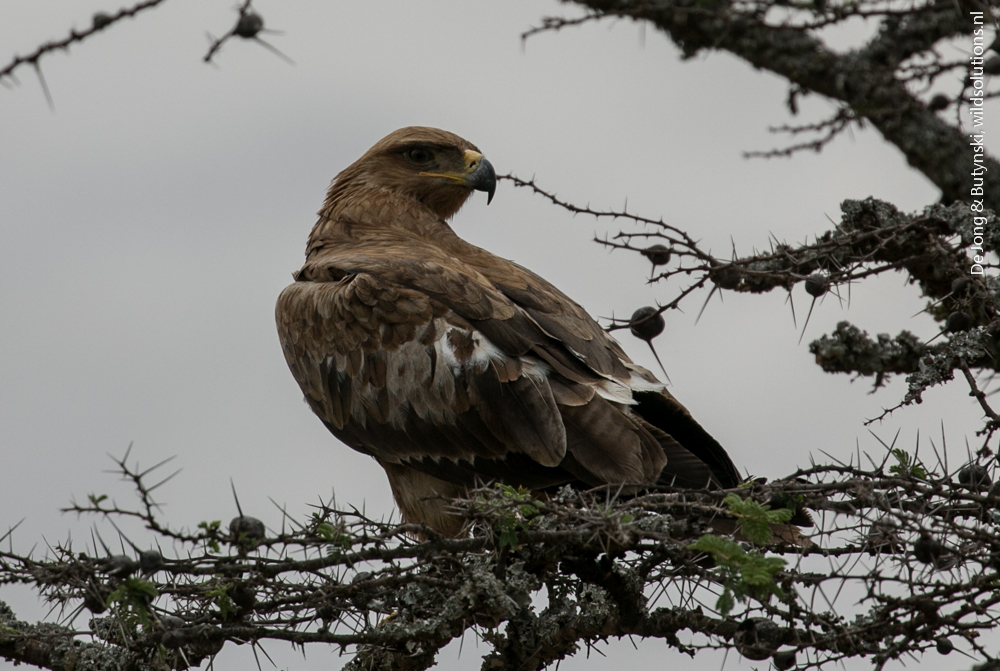 Tawny eagle, Lolldaiga Hills Ranch, Laikipia