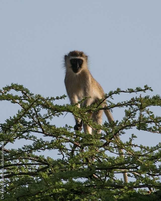 Hilgert's vervet monkey (Chlorocebus pygerythrus hilgerti), Milgis River, Elkanto, Samburu County, Kenya.