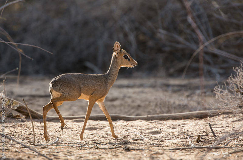 Kirk's dik-dik (Madoqua kirkii), Milgis, Samburu County, Kenya.