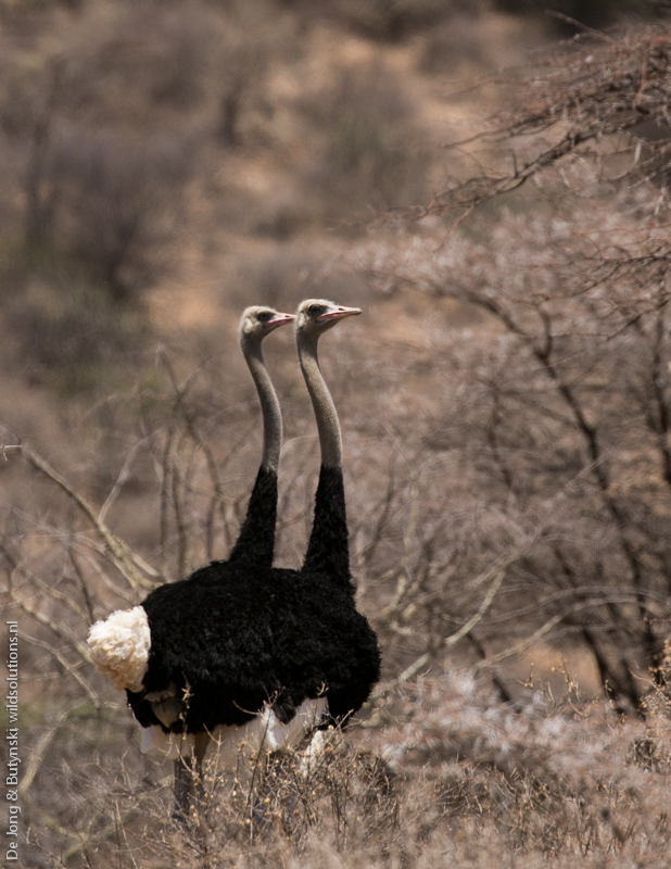 Somali ostrich (Struthio molybdophanes) at Keleswa, Sumburu County, Kenya.