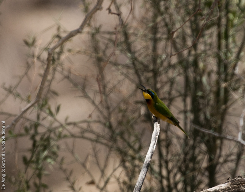 Little bee-eater (Merops pusillus) at Keleswa, Sumburu County, Kenya.