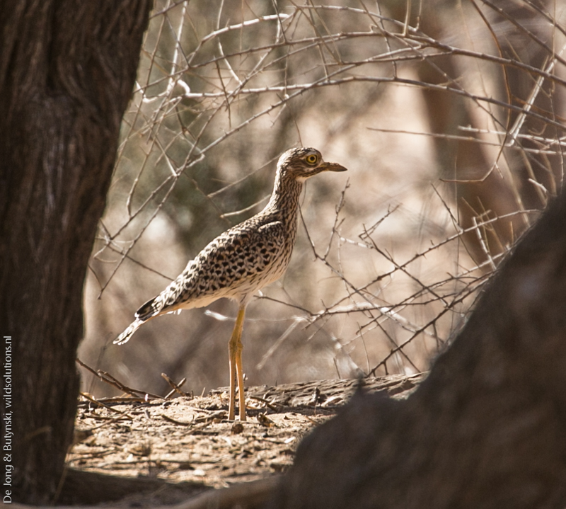 Spotted thick-knee (Burhinus capensis), Keleswa, Samburu County, Kenya.