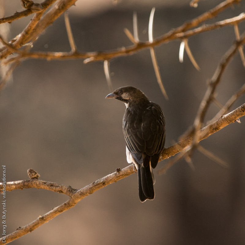Greater honeyguide (Indicator indicator) at Lepile Dam, Lesirikan, Samburu County, Kenya.
