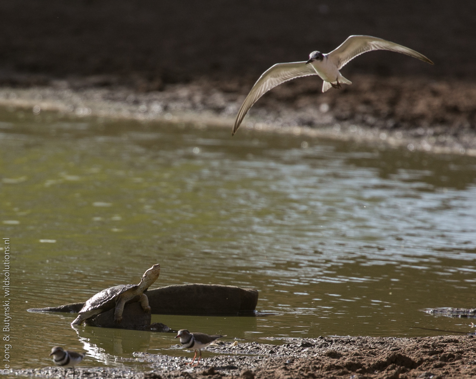 Helmeted terrapin (Pelomedusa neumanni), whiskered tern (Chlidonias hybridaat) and three-banded plover (Charadrius tricollaris) at Lepile Dam, Lesirikan, Samburu County, Kenya.