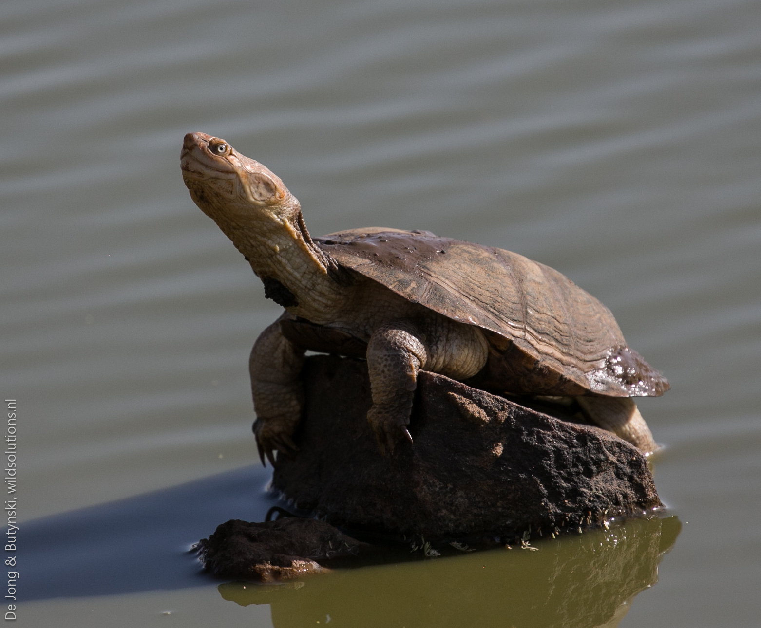 Helmeted terrapin (Pelomedusa neumanni) at Lepile Dam, Lesirikan, Samburu County, Kenya