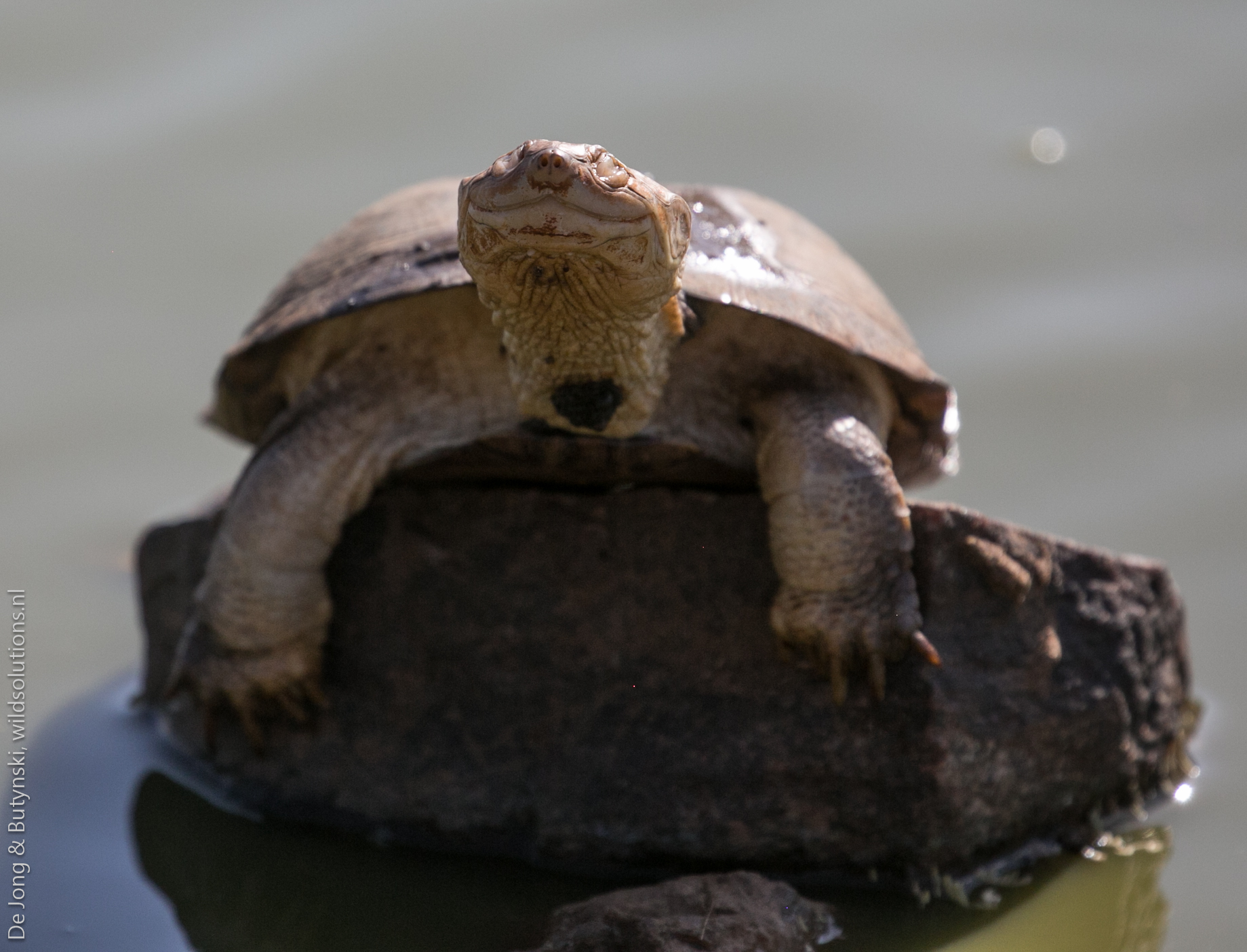 Helmeted terrapin (Pelomedusa neumanni) at Lepile Dam, Lesirikan, Samburu County, Kenya.