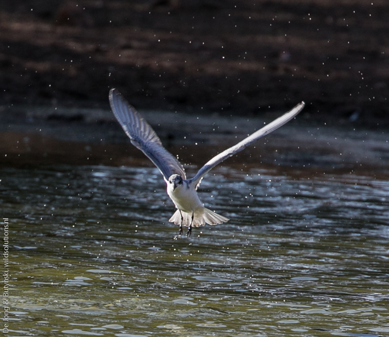 Whiskered tern (Chlidonias hybridaat) at Lepile Dam, Lesirikan, Samburu County, Kenya.
