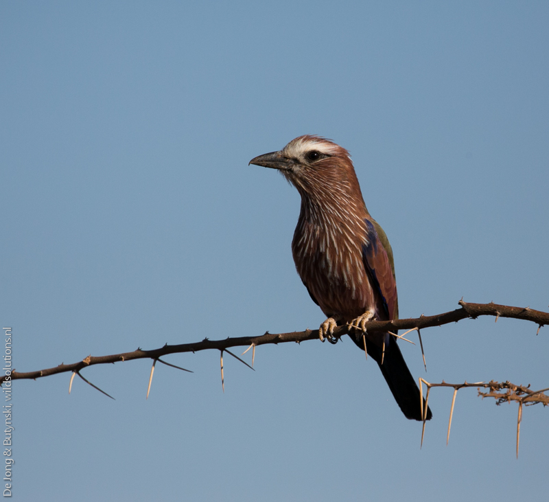 Rufous-crowned roller (Coracias naevia) at Lesirikan, Samburu County, Kenya.