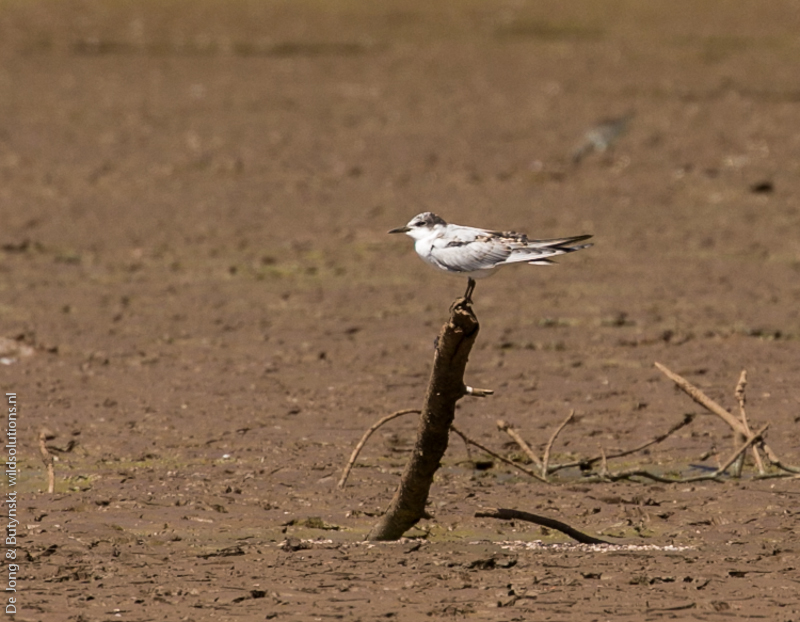 Whiskered tern (Chlidonias hybridaat) at Lepile Dam, Lesirikan, Samburu County, Kenya.