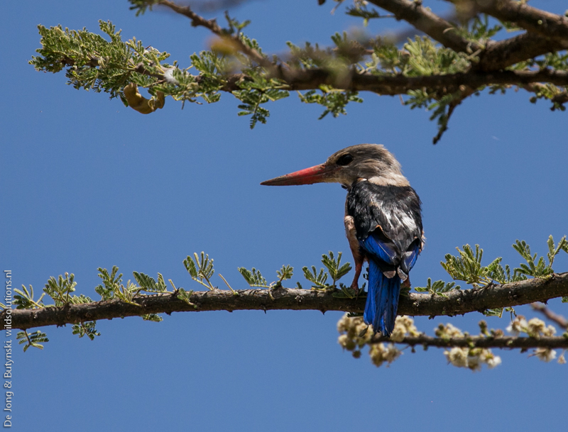 Grey-headed kingfisher (Halcyon leucocephala) at Lepile Dam, Lesirikan, Samburu County, Kenya.