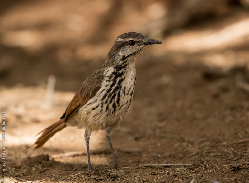 Spotted morning thrush (Cichladusa guttata) at Lepile Dam, Lesirikan, Samburu County, Kenya.
