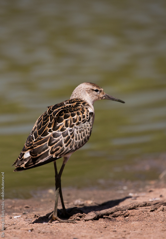 Ruff (Philomachus pugnax) at Lepile Dam, Lesirikan, Samburu County, Kenya.