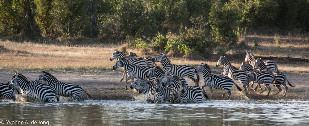 Plains zebra, Lolldaiga Hills Ranch.