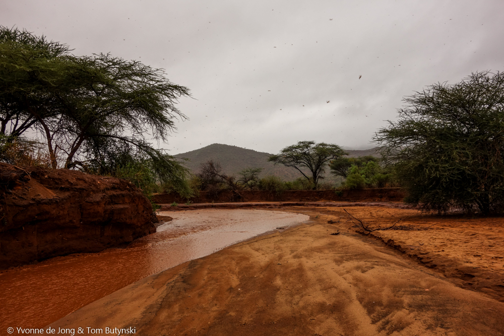 Lekurruki Conservancy, Laikipia.