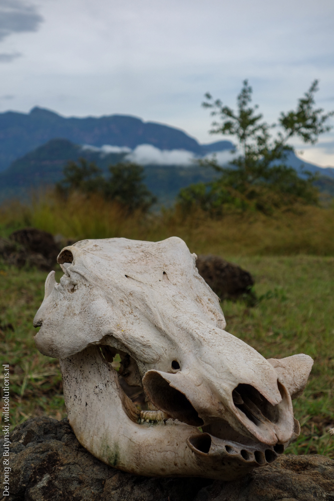 Common warthog skull, Pian Upe Game Reserve