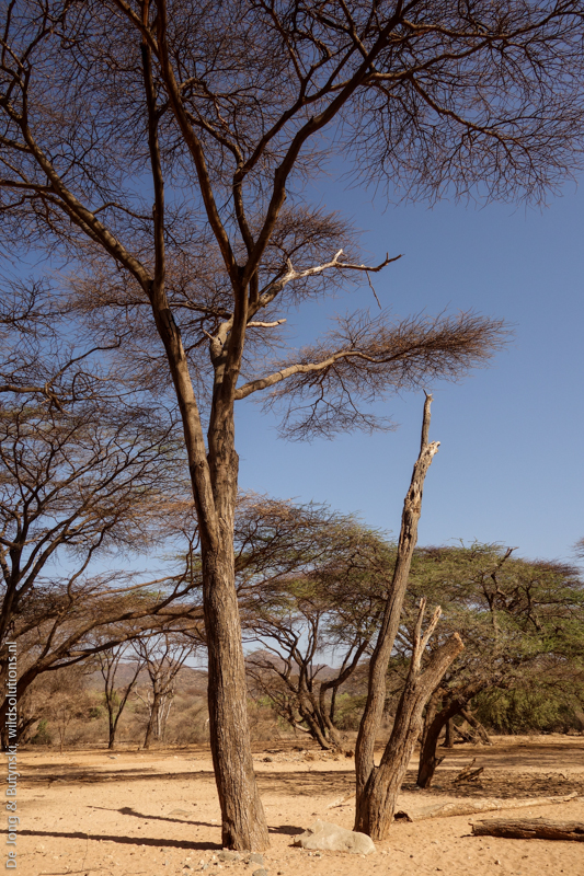 Nesting tree (dead tree on the right) of the Kenya lesser galago (Galago senegalensis braccatus) at Keleswa, Samburu County, Kenya.