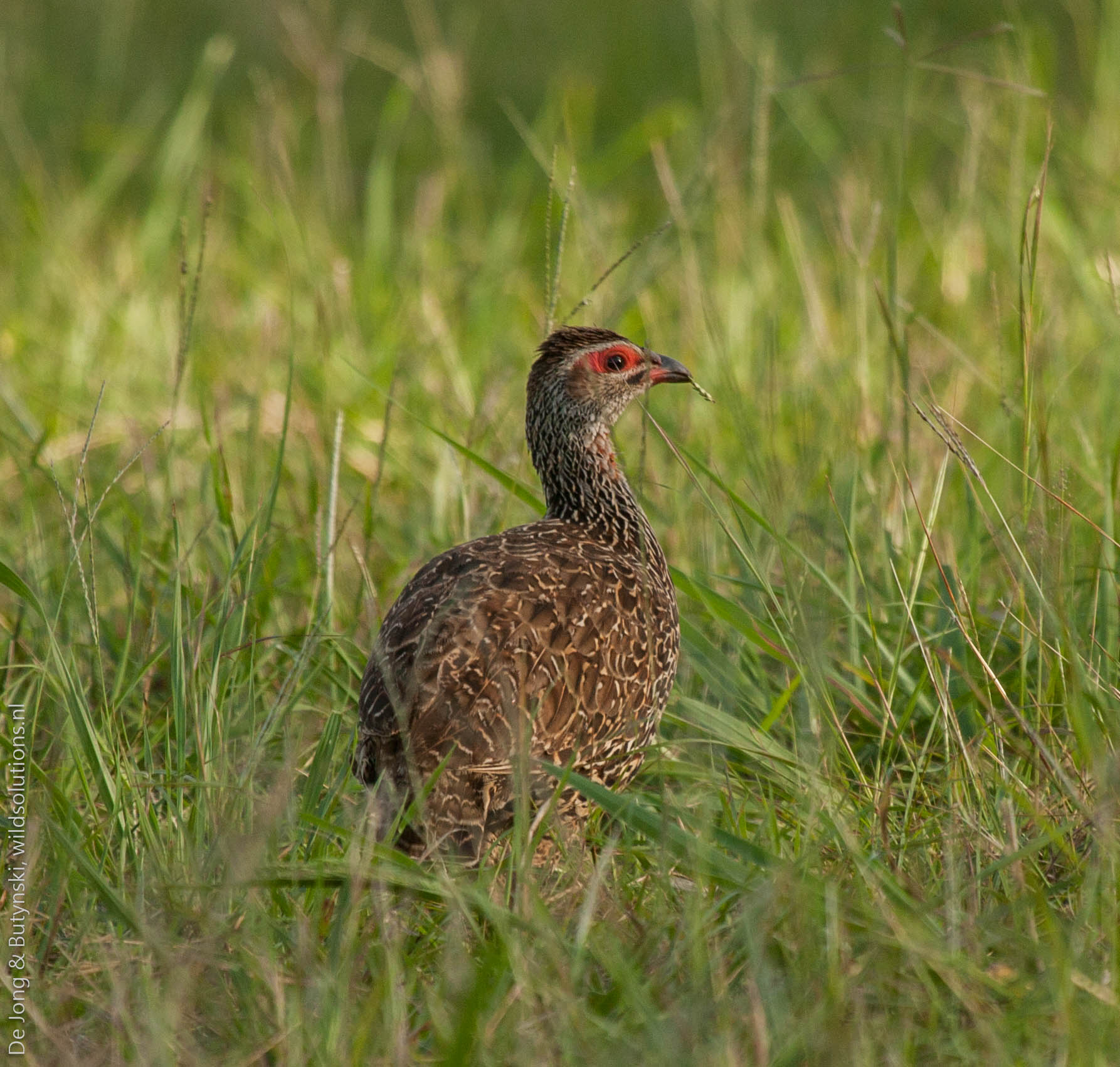 Adult Clapperton's francolin Francolinus clappertoni in Kidepo Valley National Park. In East Africa, this species is only found in north-eastern Uganda.