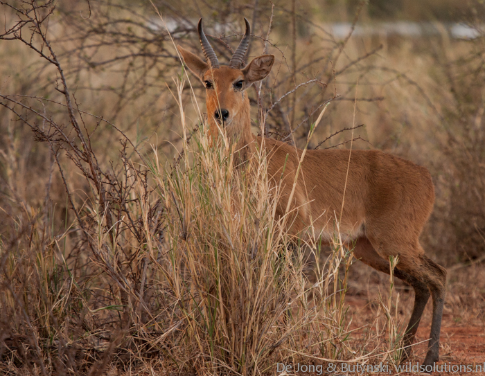 Bohor reedbuck, Lake Jipe, Tsavo East National Park.