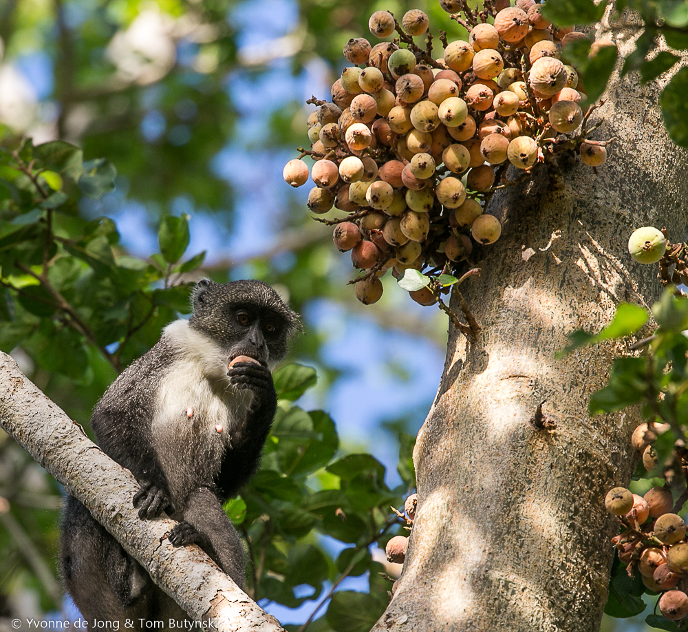 Pousargues's monkey (Cercopithecus mitis albotorquatus) at Ndera Conservancy, Lower Tana River, Kenya