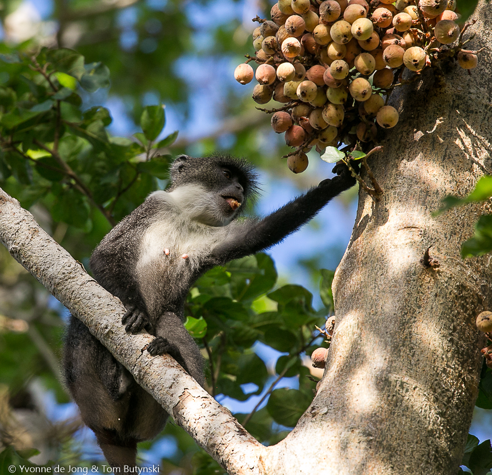 Pousargues's monkey (Cercopithecus mitis albotorquatus) at Ndera Conservancy, Lower Tana River, Kenya