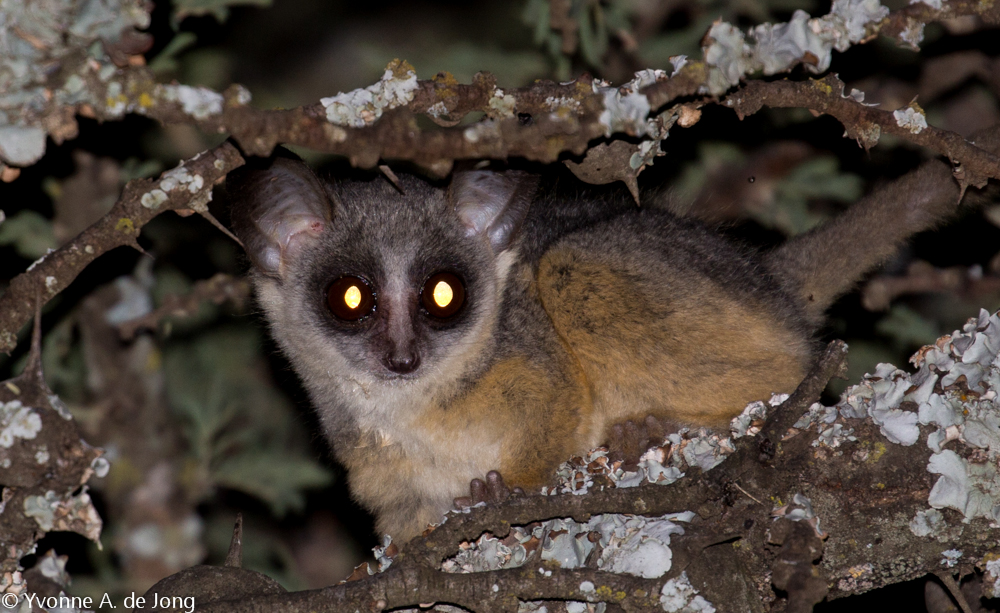 Kenya lesser galago (Galago senegalensis braccatus), Tumbili Estate