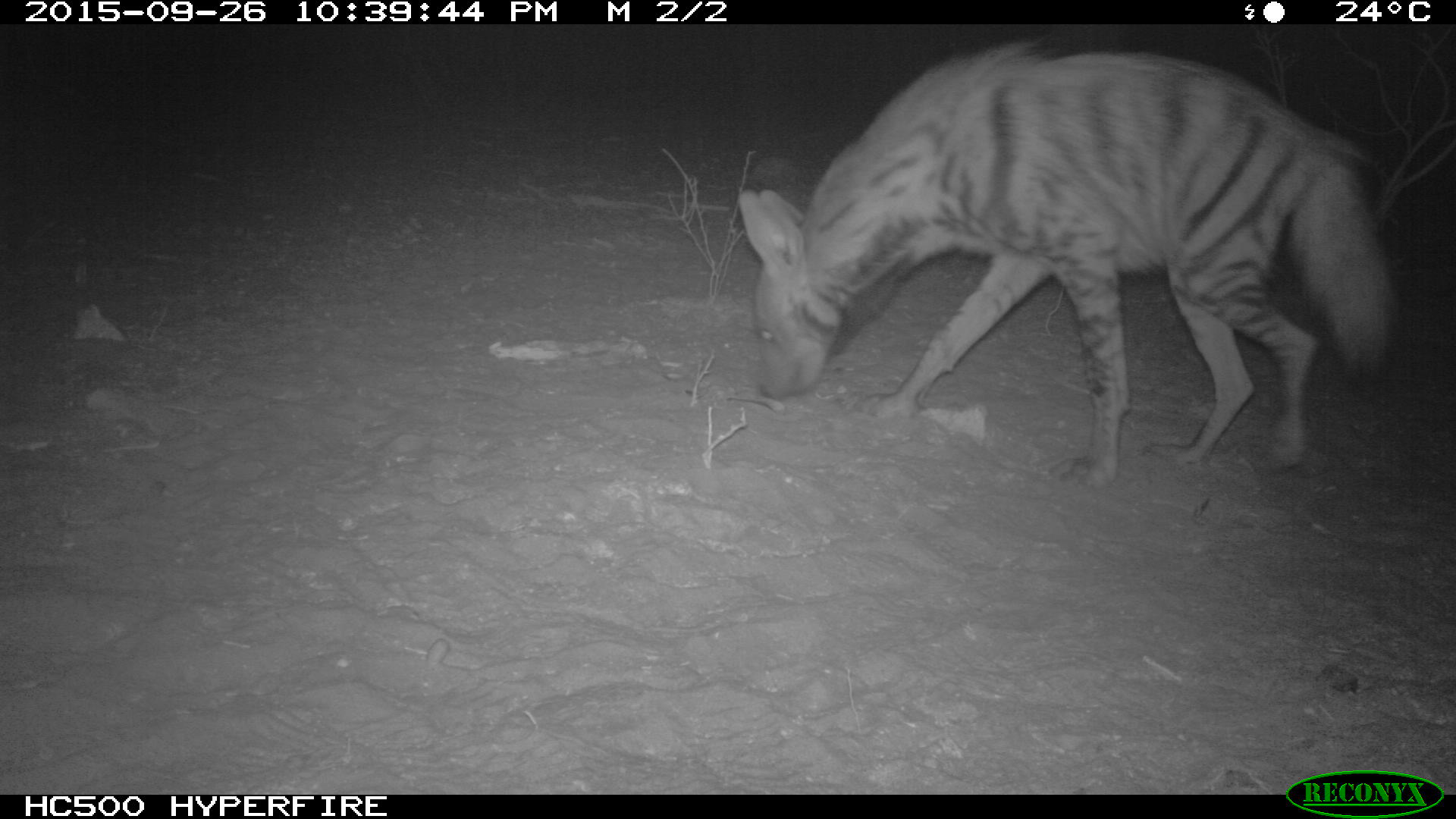 Camera trap image of a striped hyaena (Hyaena hyaena) Lesirikan, Samburu County, Kenya.