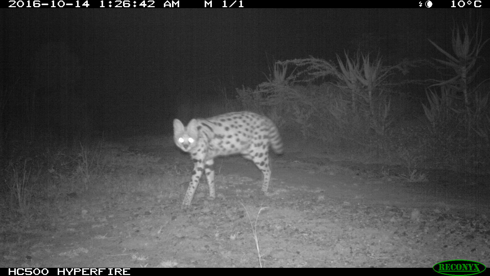 Serval (Leptailurus serval) at Tumbili Estate, Laikipia