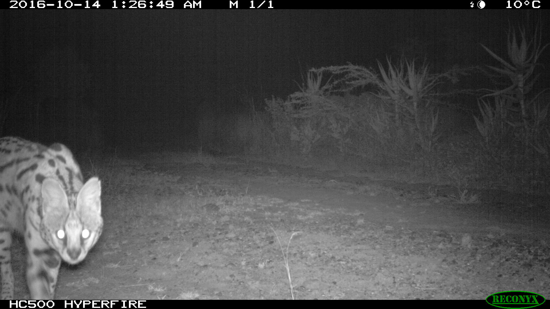 Serval (Leptailurus serval) at Tumbili Estate, Laikipia