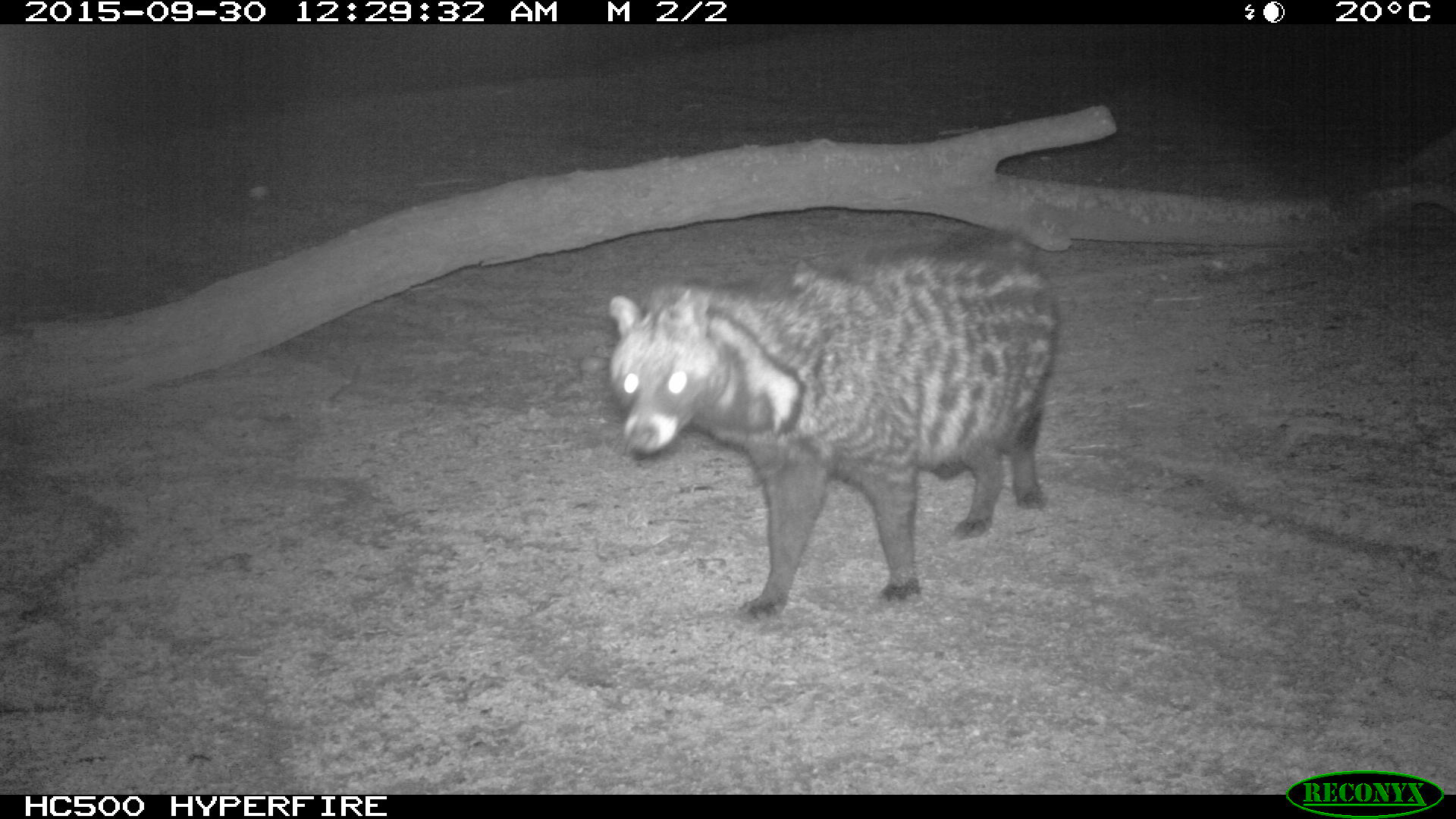 African civet (Civettictis civetta) Lesirikan, Samburu County, Kenya.