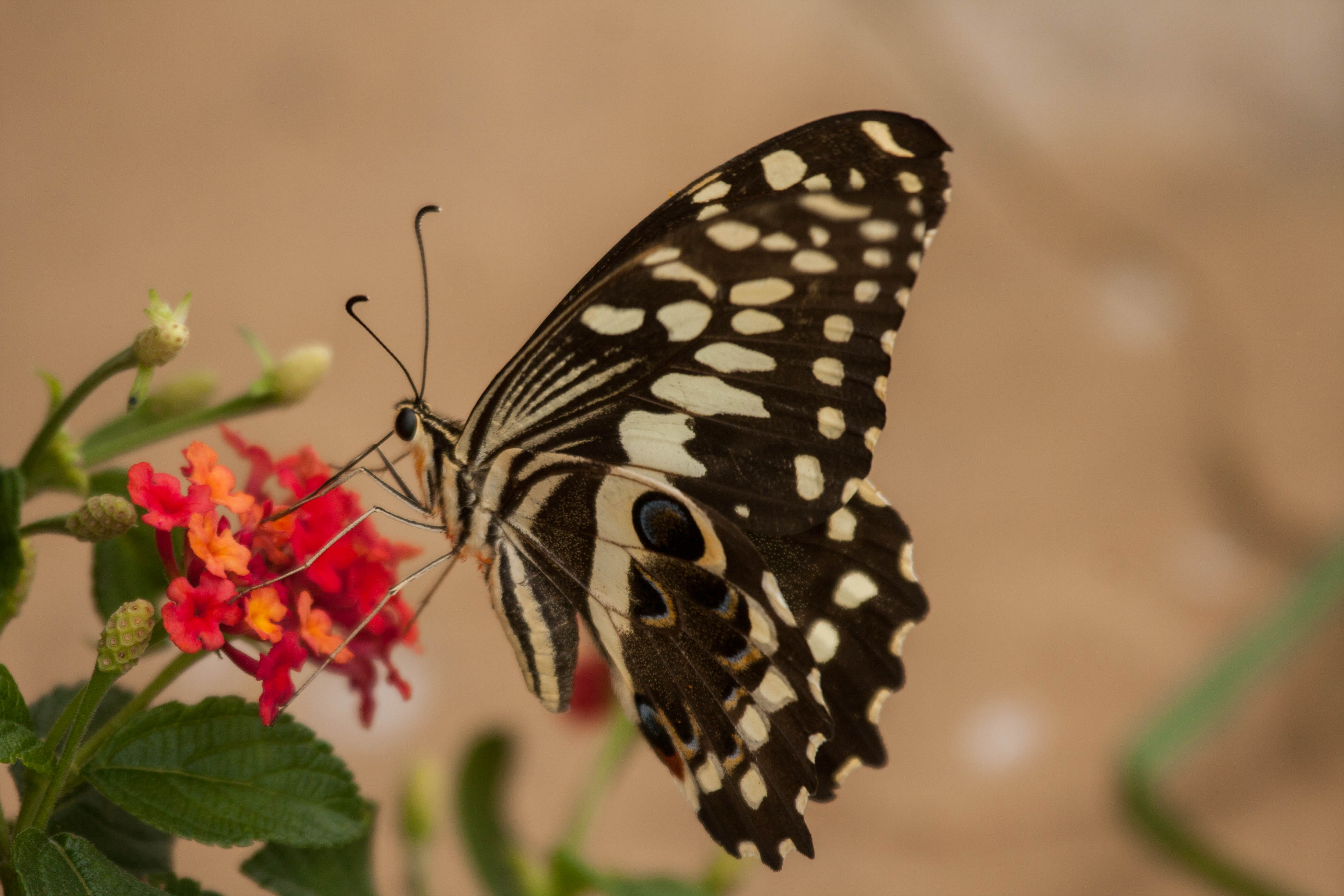 Citrus swallow tail, Tumbili Estate