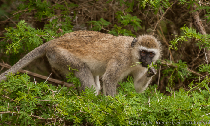 Hilgert's vervet monkey (Chlorocebus pygerythrus hilgerti), Taita Wildlife Sanctuary