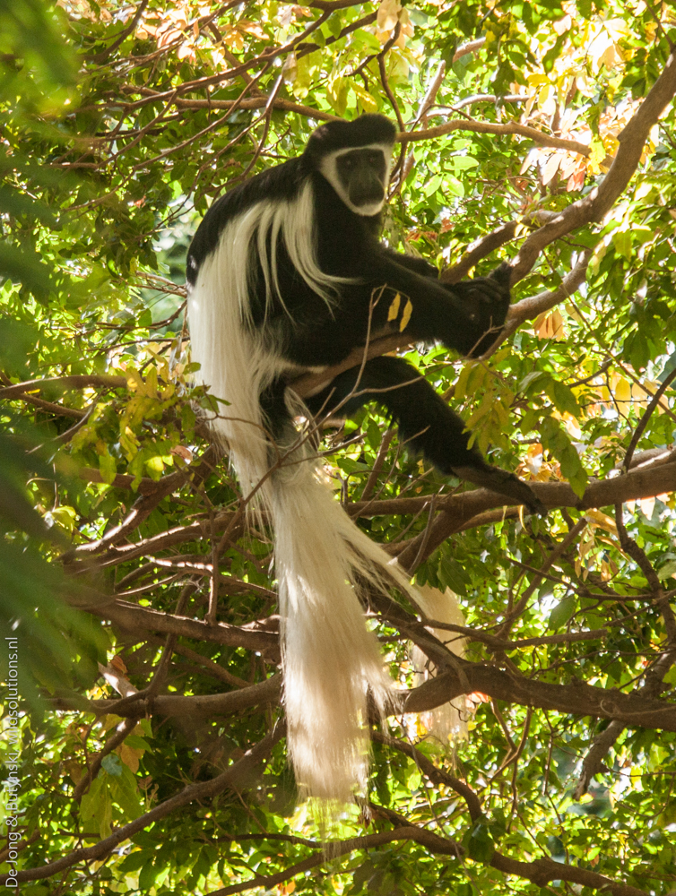 Mount Kilimanjaro guereza (Colobus guereza caudatus), Kitobi Forest