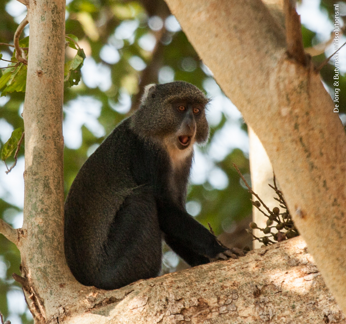 Zanzibar Sykes's monkey (Cercopithecus mitis albogularis), Kitobi Forest