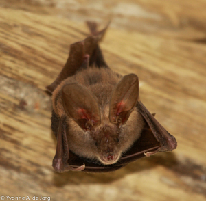 Slit-faced bat (Nycteris sp.), Tumbili Estate