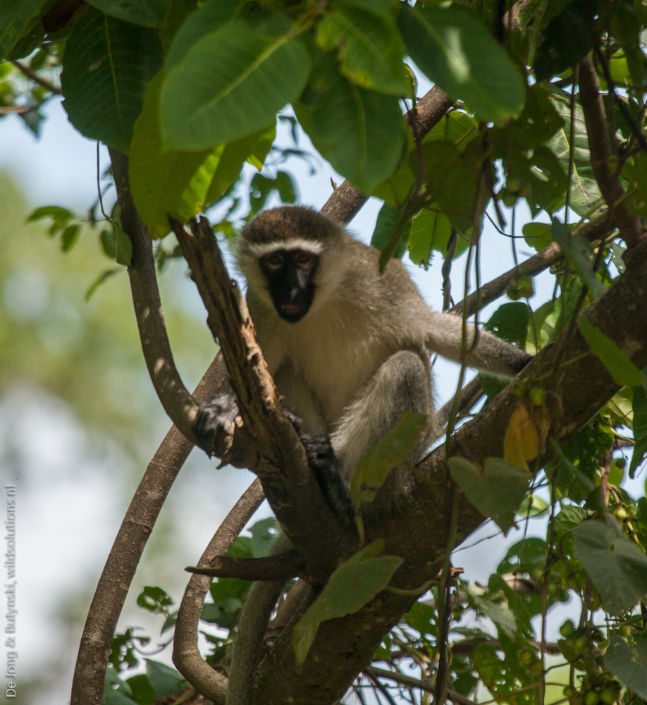 Vervet monkey Chlorocebus pygerythrus east of Pian Upe Game Reserve, central east Uganda.