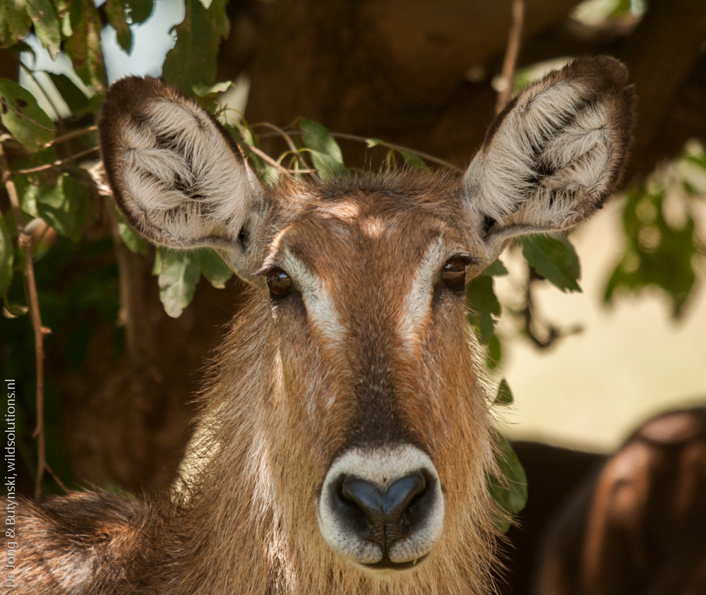 Waterbuck, Kidepo Valley National Park