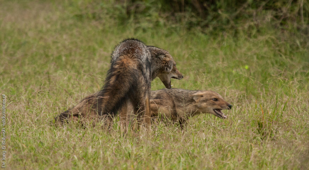 Side-striped jackal, Kidepo Valley National Park