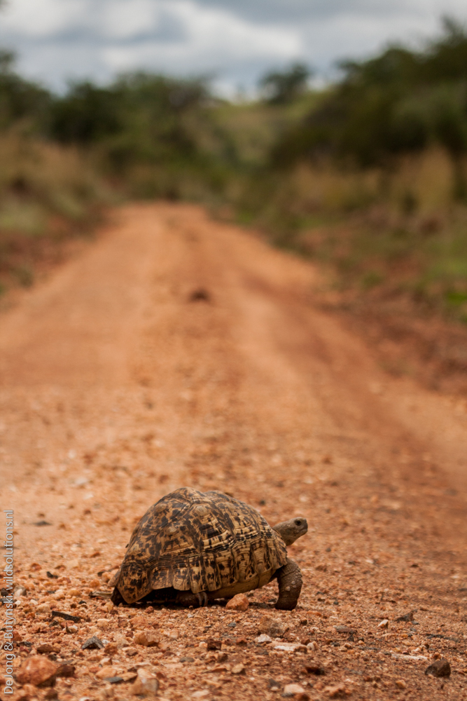 Leopard tortoise, Kidepo Valley National Park